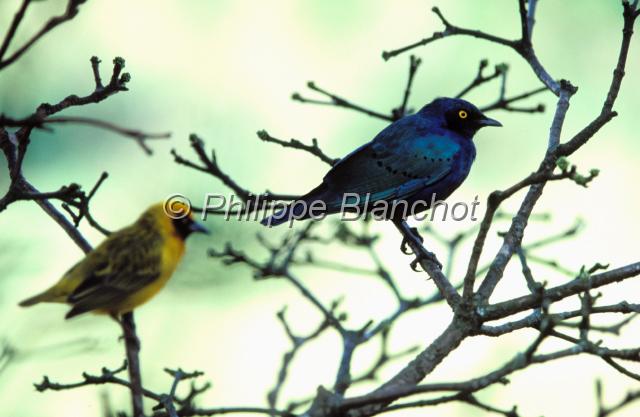 kenya 59.JPG - OiseauxParc national AberdaresKenya